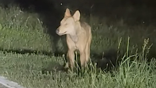 lupacchiotto oleggio castello set 25