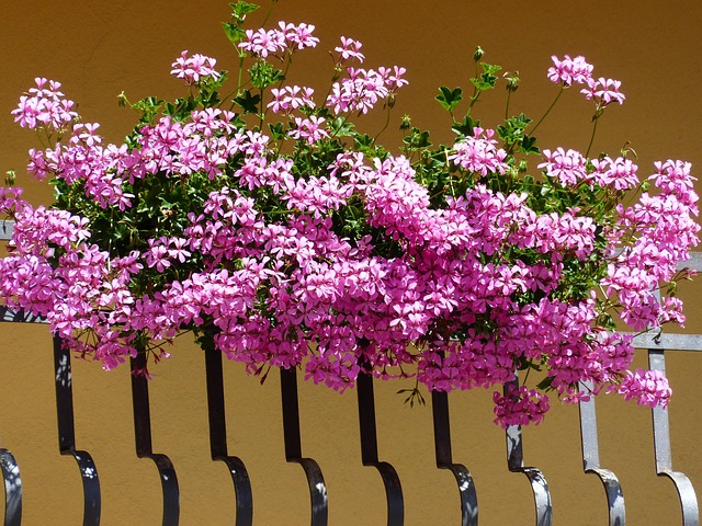 Novara, "Balconi in fiore": ultimi giorni per partecipare al concorso