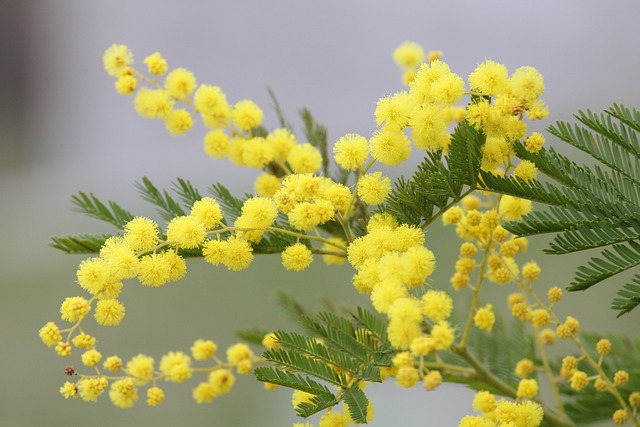 mimosa fiori