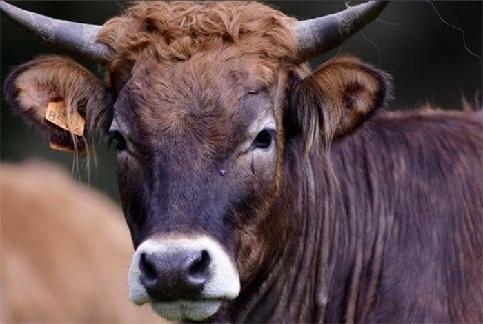 Screenshot 2025 05 04 alle 09.51.29